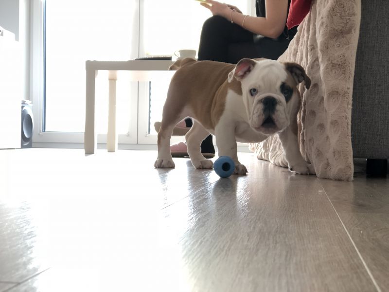 Игрушка для щенков Конг Развивающий для лакомств KONG Puppy Ball