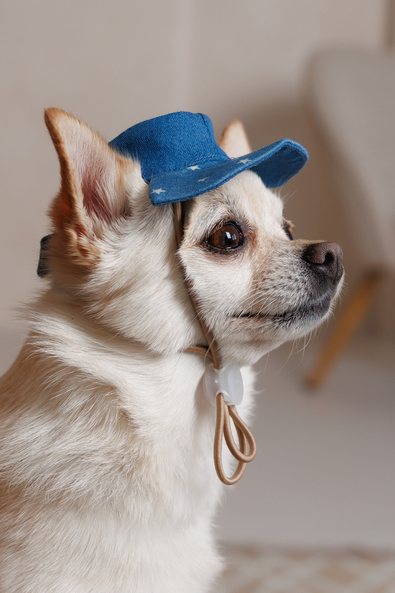 Панама для собак Зірки Pet Fashion Dog Sun Hat Stars