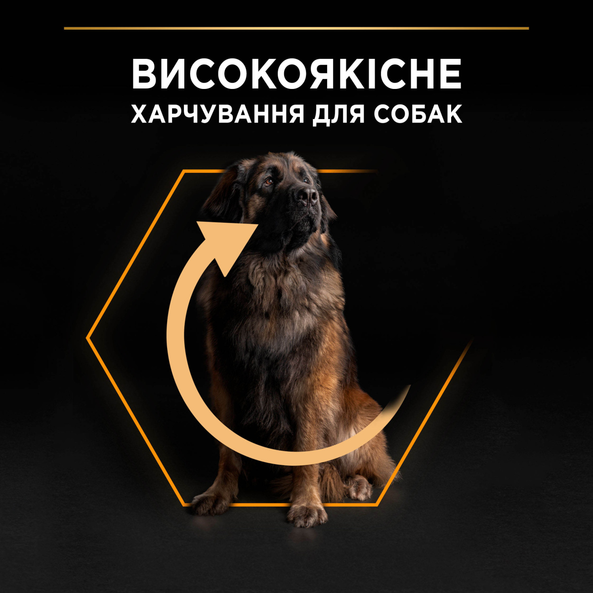 Сухий корм для великих собак масивної статури з Куркою Purina Pro Plan Large Robust Adult 2+ Chicken