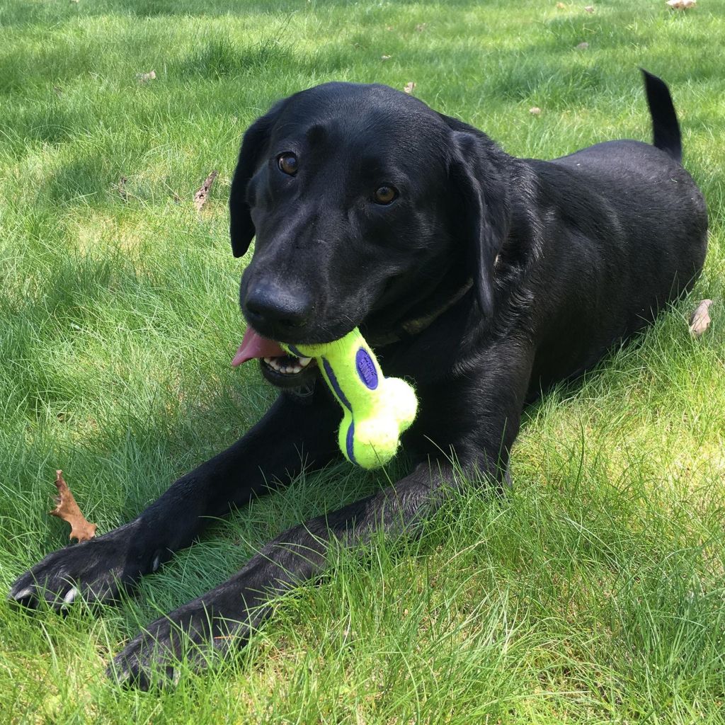 Іграшка для собак Кісточка Дбайливий догляд за зубами AirDog Squeaker Bone KONG Іграшка для собак Кісточка Дбайливий догляд за зубами AirDog Squeaker Bone KONG