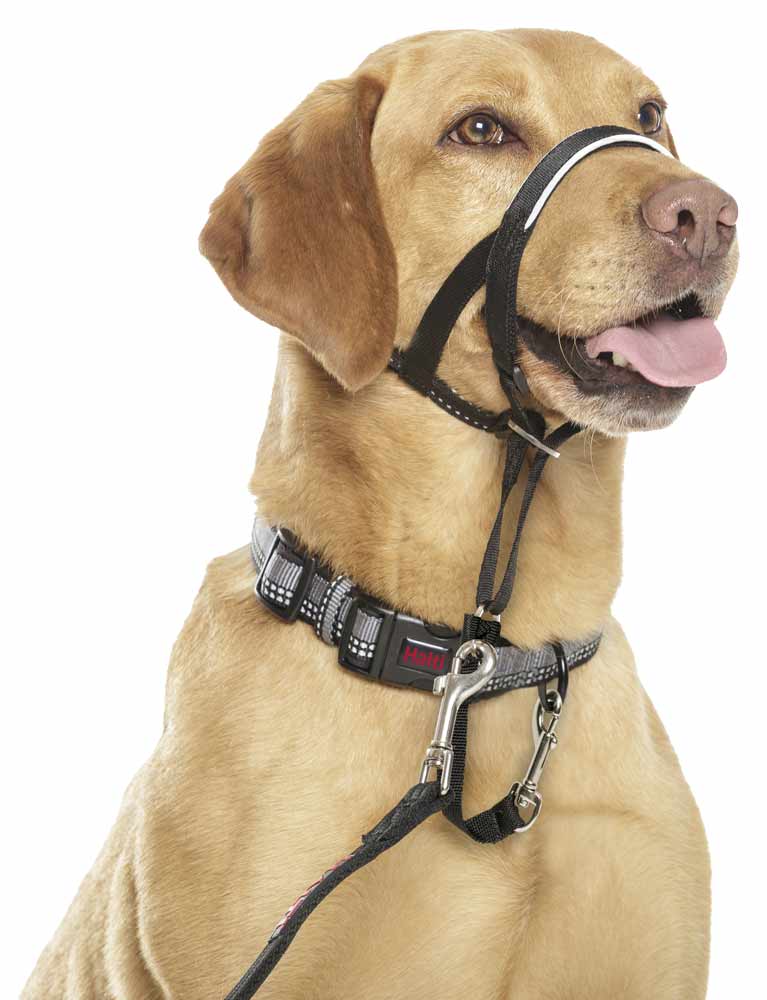 Дресирувальний нейлоновий намордник-недоуздок для собак Halti Headcollar Дресирувальний нейлоновий намордник-недоуздок для собак Halti Headcollar