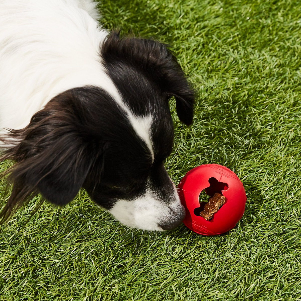 Игрушка для собак Мяч Конг для лакомств KONG Biscuit Ball