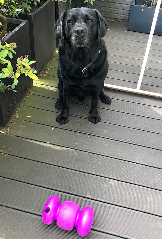 Игрушка для собак Гантель-Бумеранг для лакомств KONG Replay Dog Toy