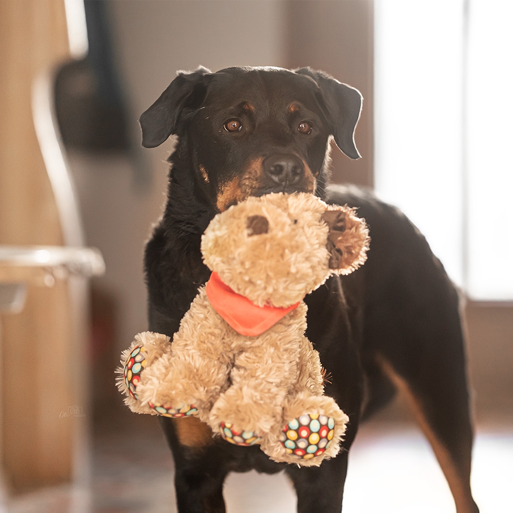 М'яка іграшка для собак Песик з пищалкою Plush Nobby М'яка іграшка для собак Песик з пищалкою Plush Nobby