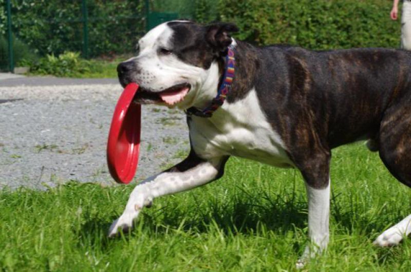 Игрушка для собак Конг Летающий диск Фрисби KONG Flyer