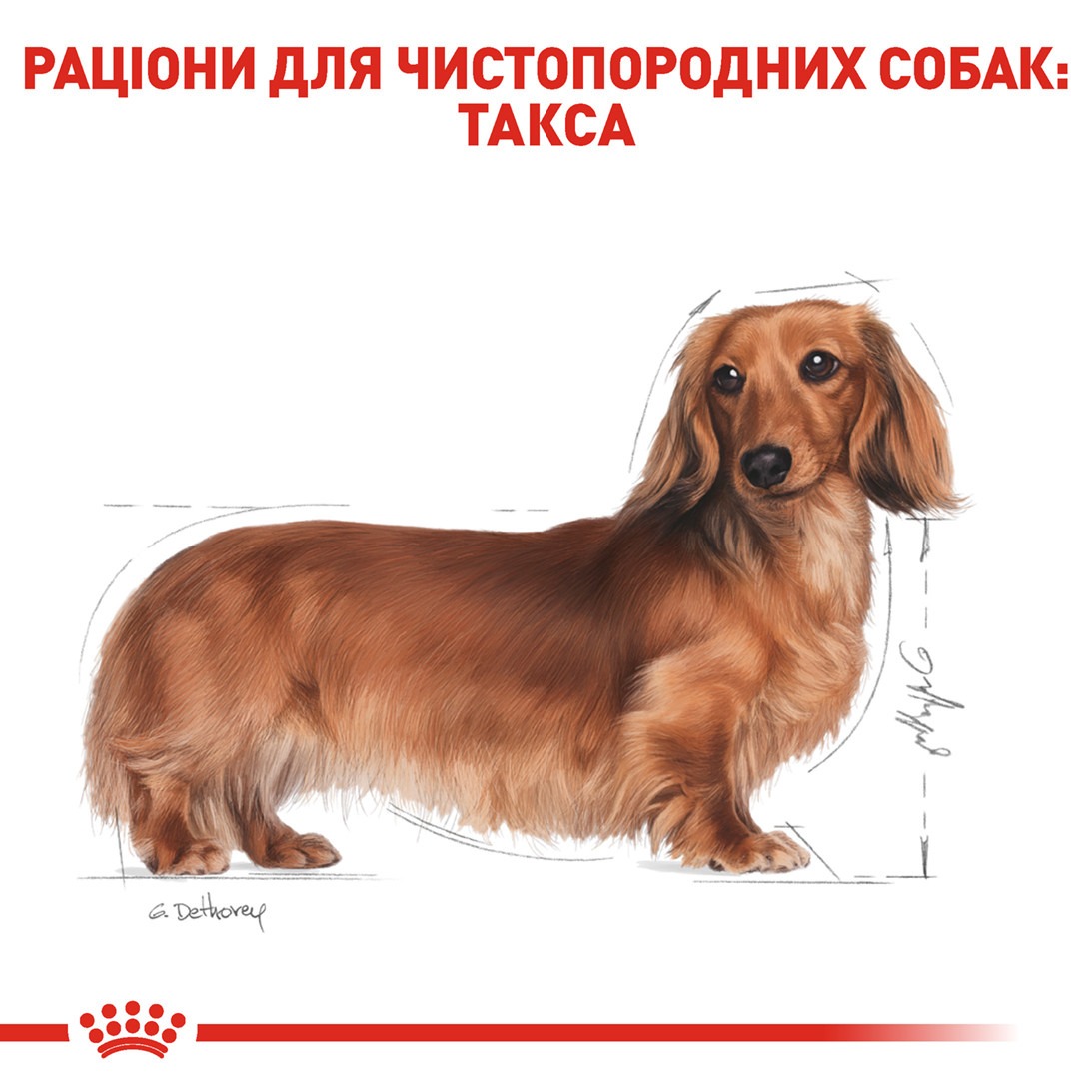 Сухий корм для собак породи Такса старше 10 місяців Royal Canin Dachshund Adult