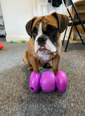 Игрушка для собак Гантель-Бумеранг для лакомств KONG Replay Dog Toy