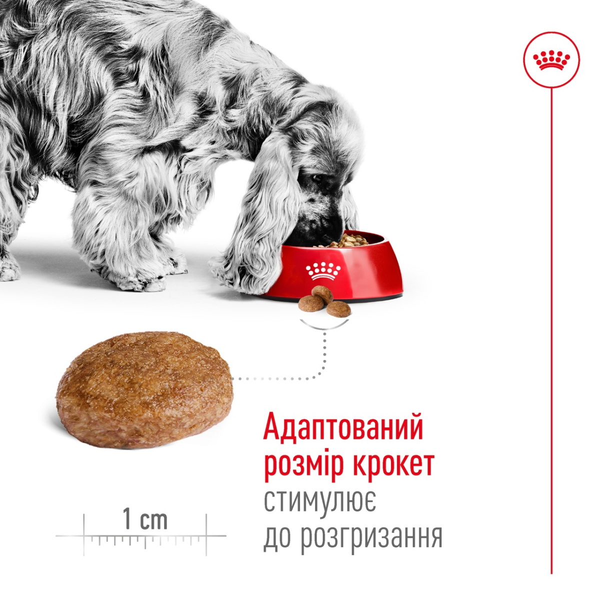 Сухий корм для літніх собак середніх порід віком від 7 років Royal Canin Medium Adult 7+