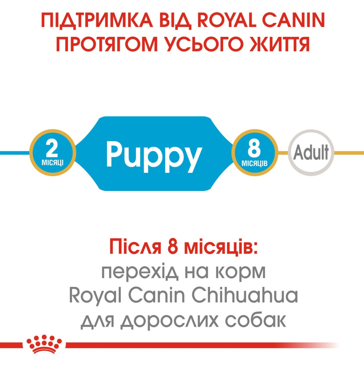 Сухой корм для щенков породы Чихуахуа до 8 месяцев Royal Canin Chihuahua Puppy 