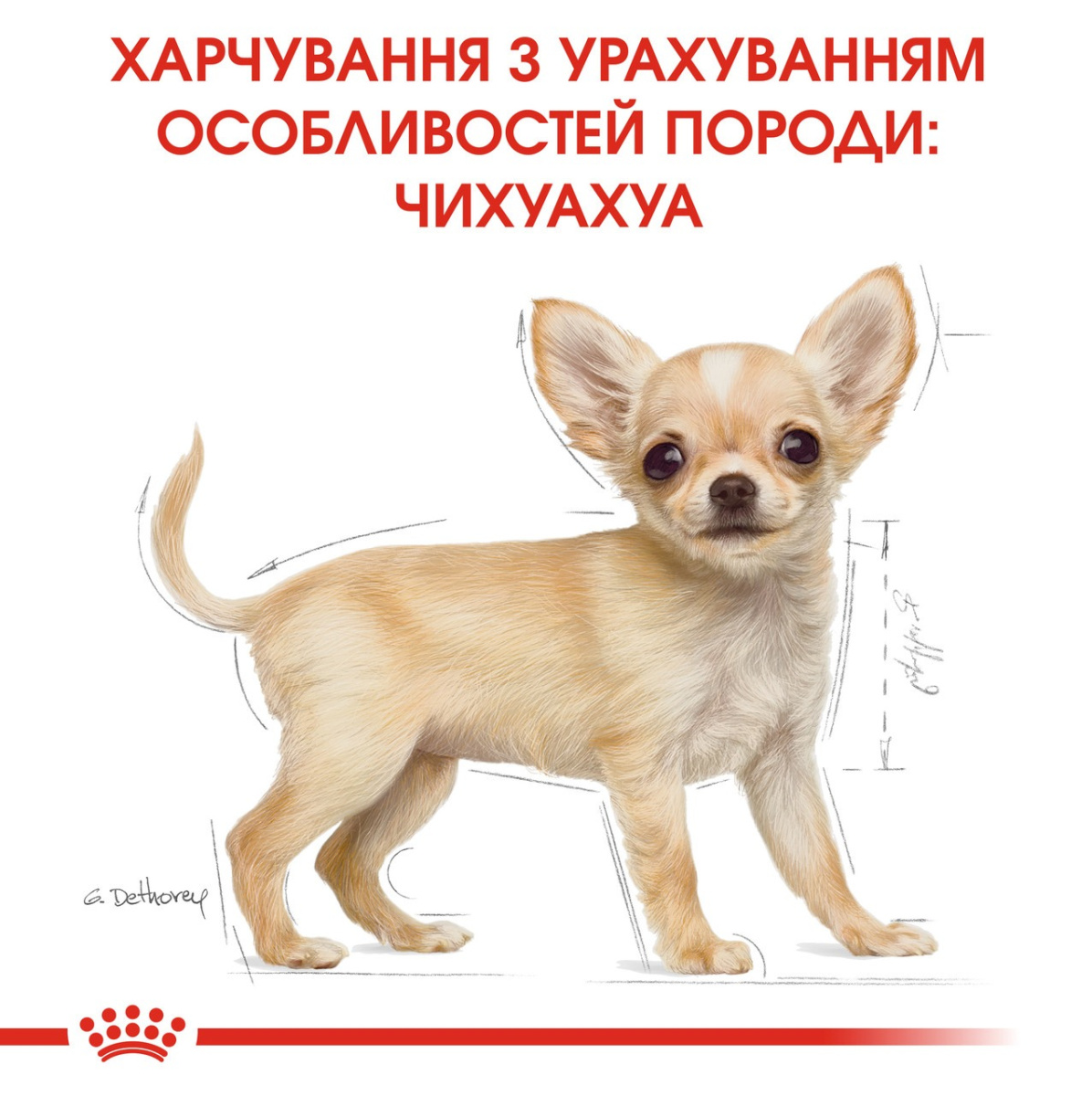 Сухий корм для цуценят породи Чихуахуа до 8 місяців Royal Canin Chihuahua Puppy