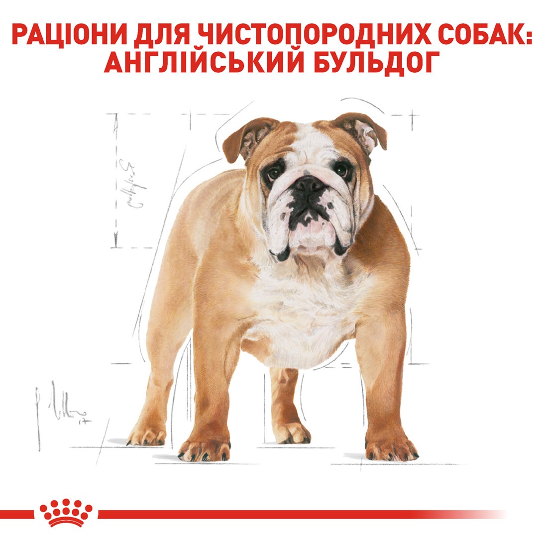 Сухой корм для собак породы Английский Бульдог в возрасте от 12 месяцев Royal Canin Bulldog Adult