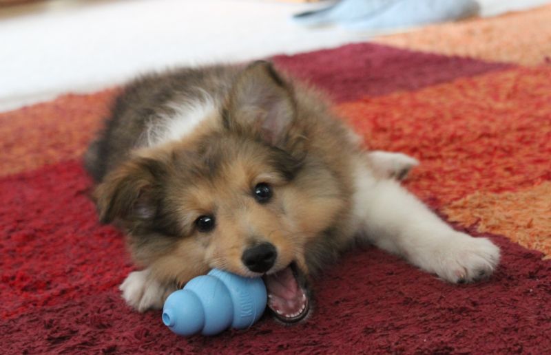 Іграшка для цуценят Конг Розвиваючий для ласощів KONG Puppy Ball Іграшка для цуценят Конг Розвиваючий для ласощів KONG Puppy Ball