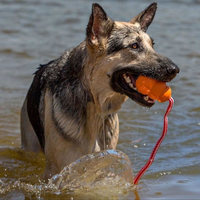 Игрушка для собак Плавающий Конг с канатом KONG Aqua