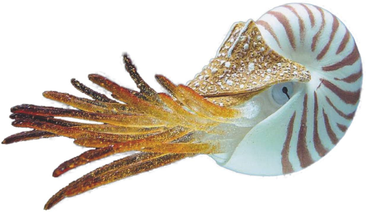 Декор для акваріума Наутілус молюск Nobby