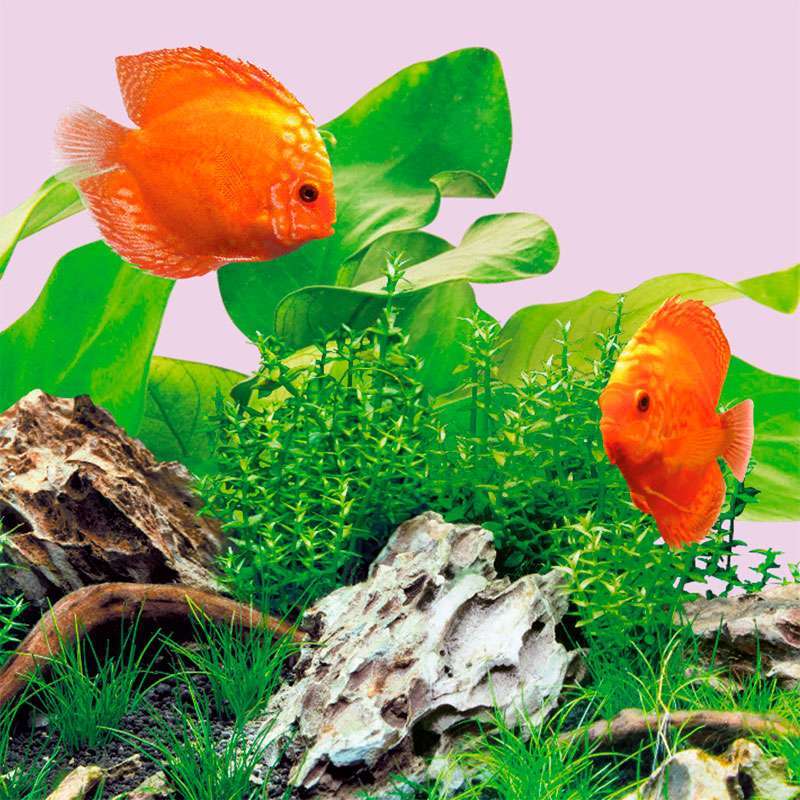 Светодиодная лампа для усиления красных и синих оттенков в пресноводном аквариуме Juwel MultiLux LED Colour