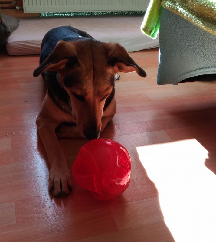 Игрушка для собак Интерактивный Мяч в мяче с пищалкой KONG Jumbler Ball Игрушка для собак Интерактивный Мяч в мяче с пищалкой KONG Jumbler Ball