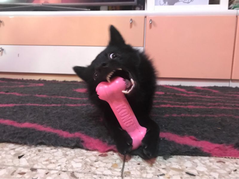 Іграшка для цуценят Кісточка для ласощів KONG Puppy Goodie Bone Іграшка для цуценят Кісточка для ласощів KONG Puppy Goodie Bone