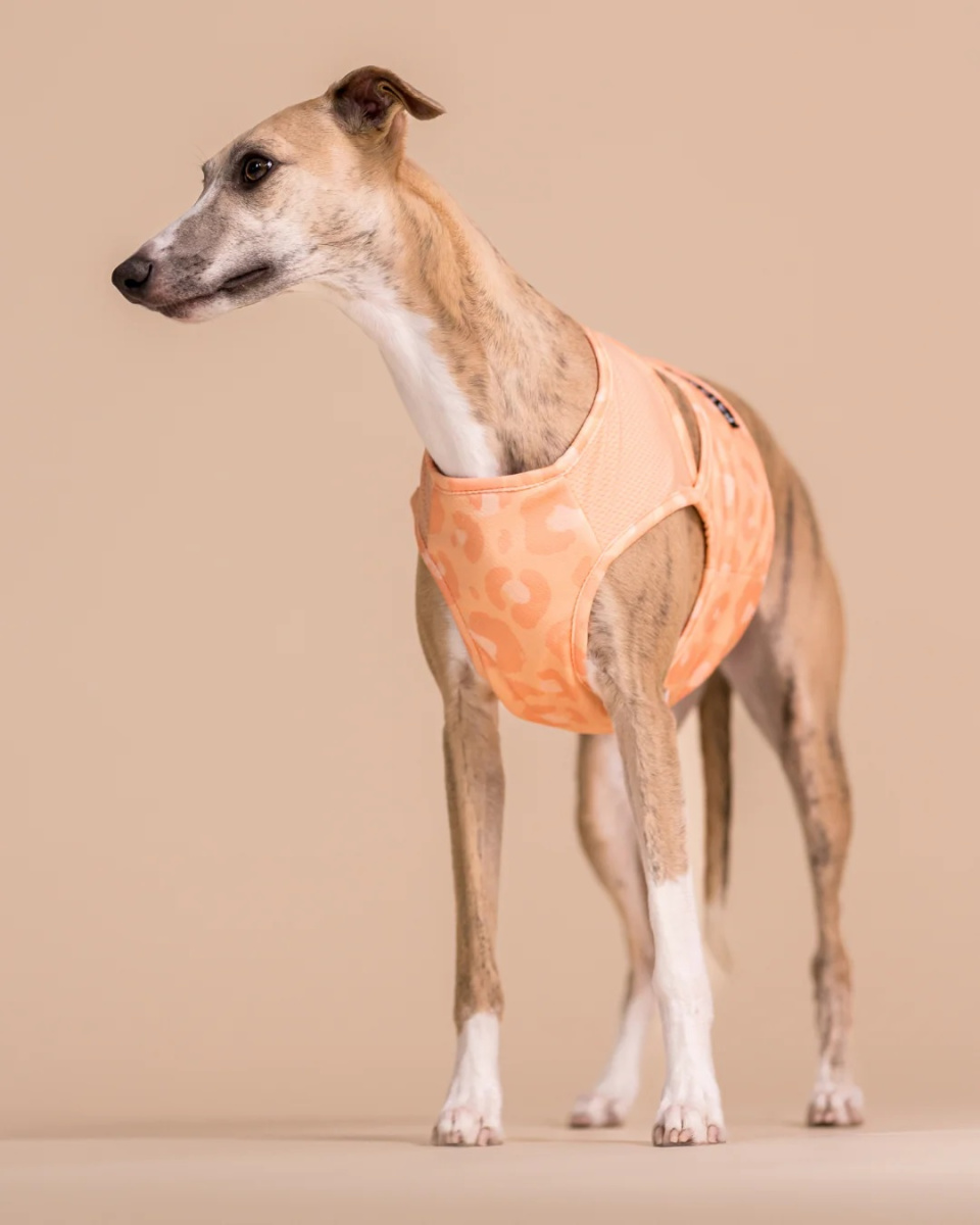 Охолоджуючий жилет для собак PAIKKA Cool Vest Peach