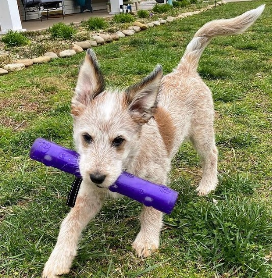 Іграшка для собак Жувальна Паличка із піщалкою KONG Squeezz Stick Dog Іграшка для собак Жувальна Паличка із піщалкою KONG Squeezz Stick Dog