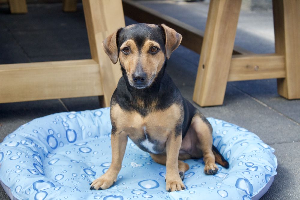 Охолоджуючий лежак-пончик для собак та котів Блакитні краплі Bubble Donut Cooling Bed Nobby Охолоджуючий лежак-пончик для собак та котів Блакитні краплі Bubble Donut Cooling Bed Nobby