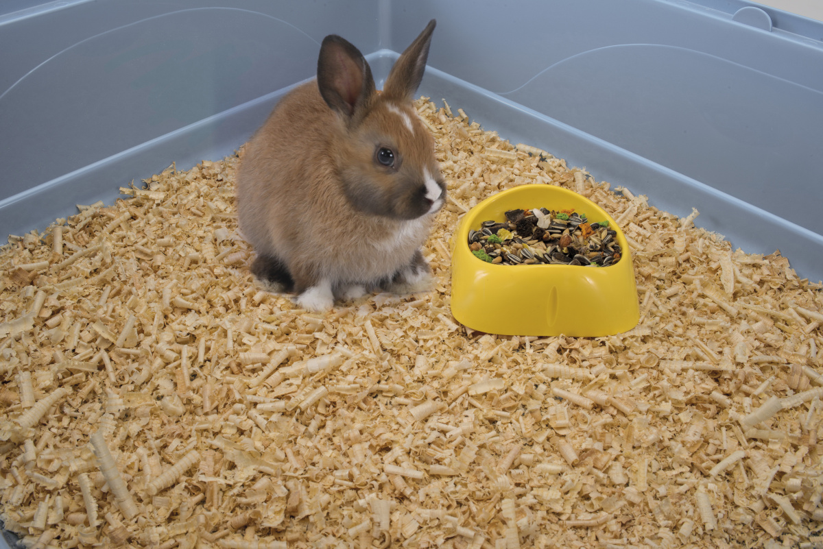 Пластиковая миска для грызуна Imac Fun Bowl