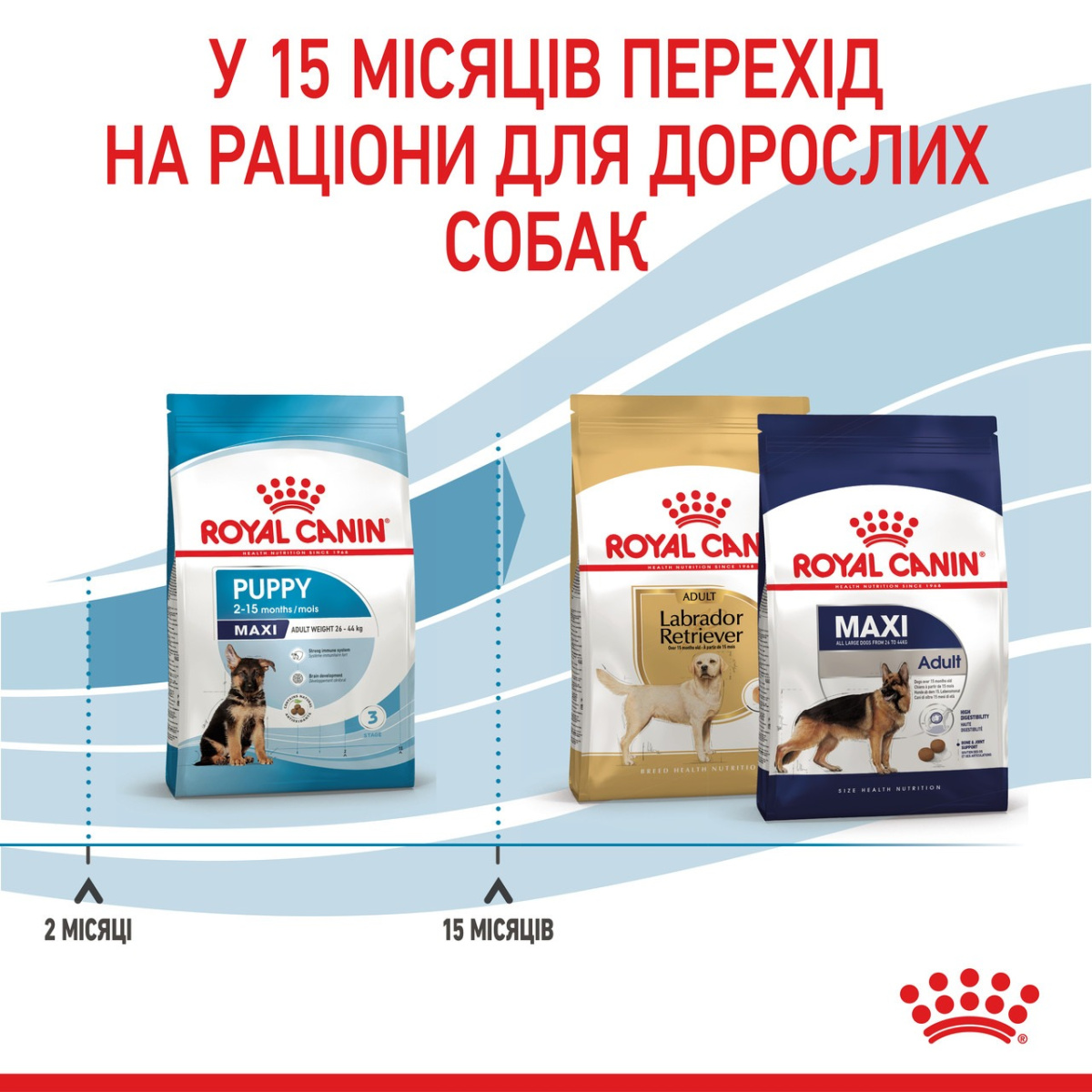 Сухий корм для цуценят великих порід віком від 2 до 15 місяців Royal Canin Maxi Puppy