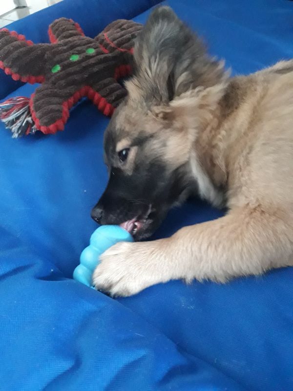 Іграшка для цуценят Конг Розвиваючий для ласощів KONG Puppy Ball Іграшка для цуценят Конг Розвиваючий для ласощів KONG Puppy Ball