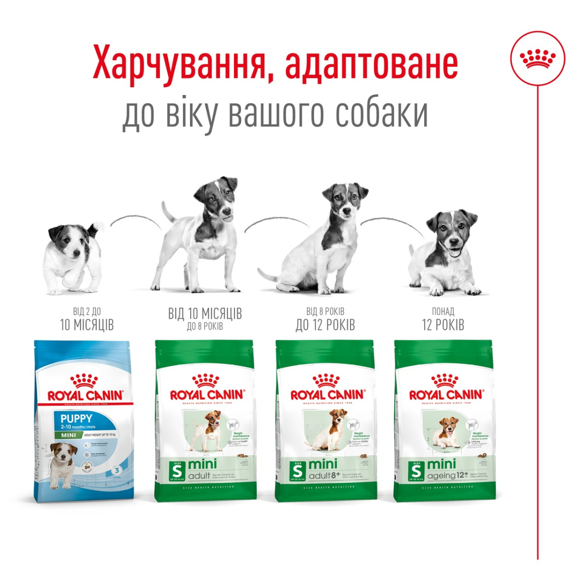 Сухой корм для собак маленьких пород в возрасте от 10 месяцев до 8 лет Royal Canin Mini Adult Сухой корм для собак маленьких пород в возрасте от 10 месяцев до 8 лет Royal Canin Mini Adult
