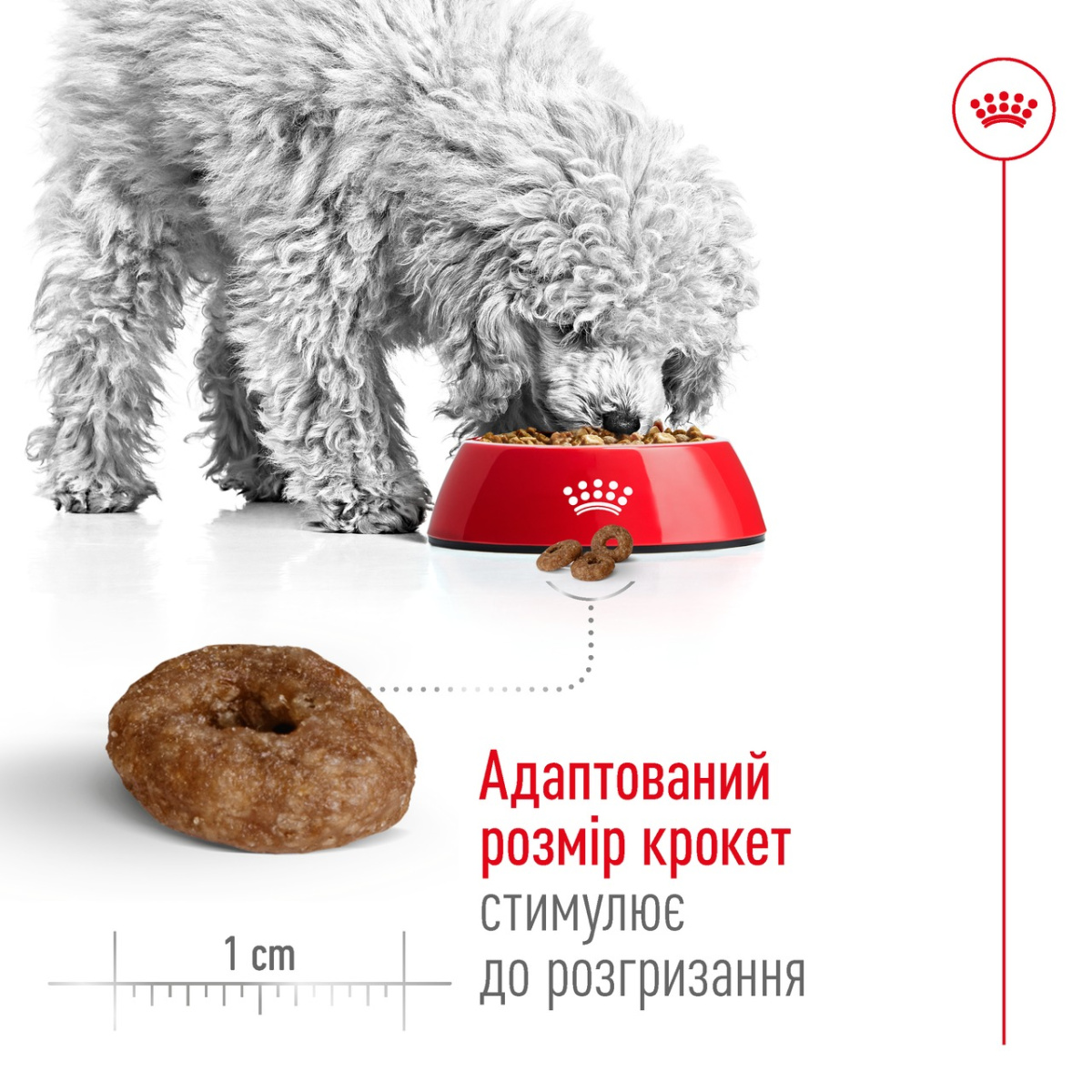 Сухой корм для пожилых собак маленьких пород в возрасте от 12 лет Royal Canin Mini Ageing 12+