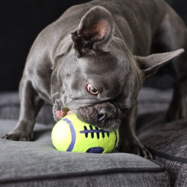 Іграшка для собак М'яч Регбі Дбайливий догляд за зубами KONG AirDog Squeaker Football