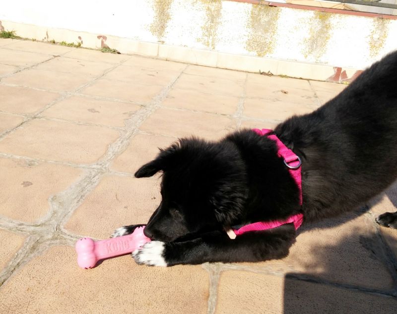 Игрушка для щенков Косточка для лакомств KONG Puppy Goodie Bone