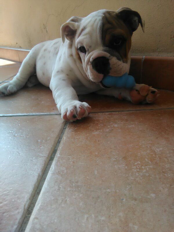 Игрушка для щенков Конг Развивающий для лакомств KONG Puppy Ball