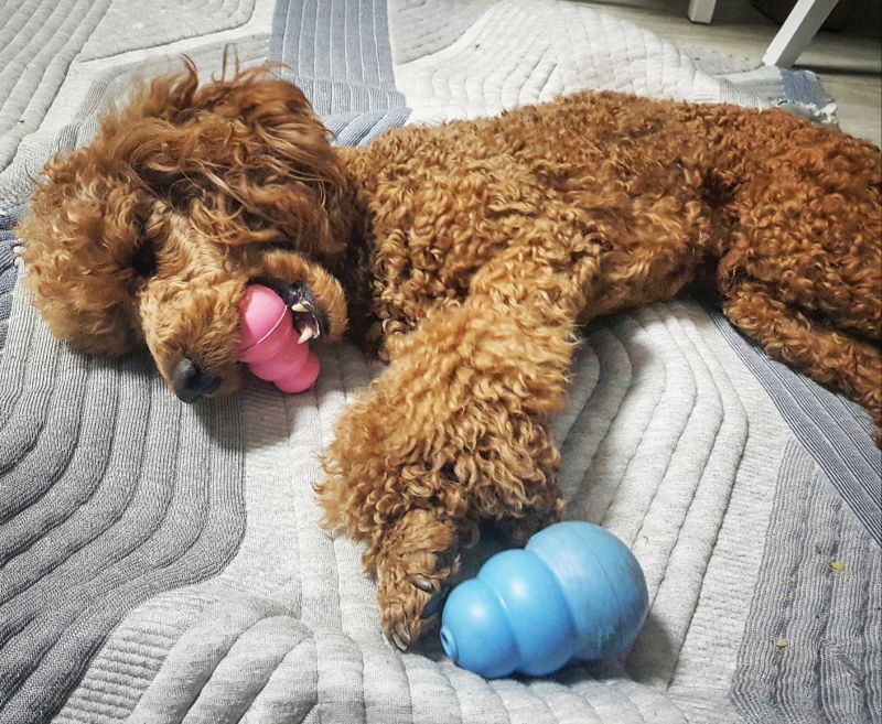 Іграшка для цуценят Конг Розвиваючий для ласощів KONG Puppy Ball Іграшка для цуценят Конг Розвиваючий для ласощів KONG Puppy Ball