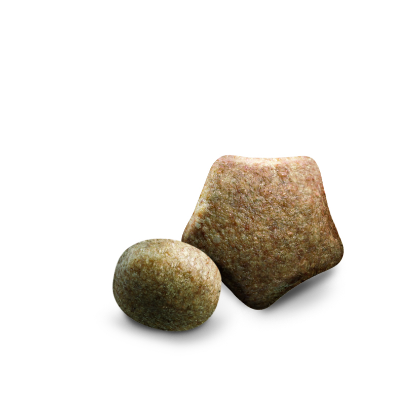 Сухий корм з індичкою для собак великих порід віком від 2 років Purina Dog Chow Adult Large Breed With Turkey