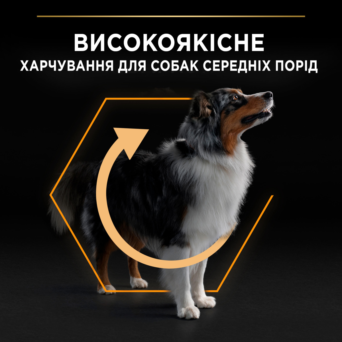 Сухий корм для собак середніх порід з Куркою Purina Pro Plan Medium Adult 1+ Everyday Nutrion Chicken