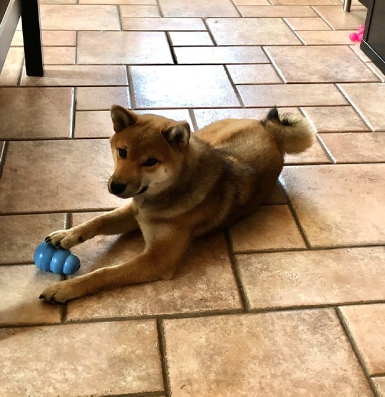 Игрушка для щенков Конг Развивающий для лакомств KONG Puppy Ball