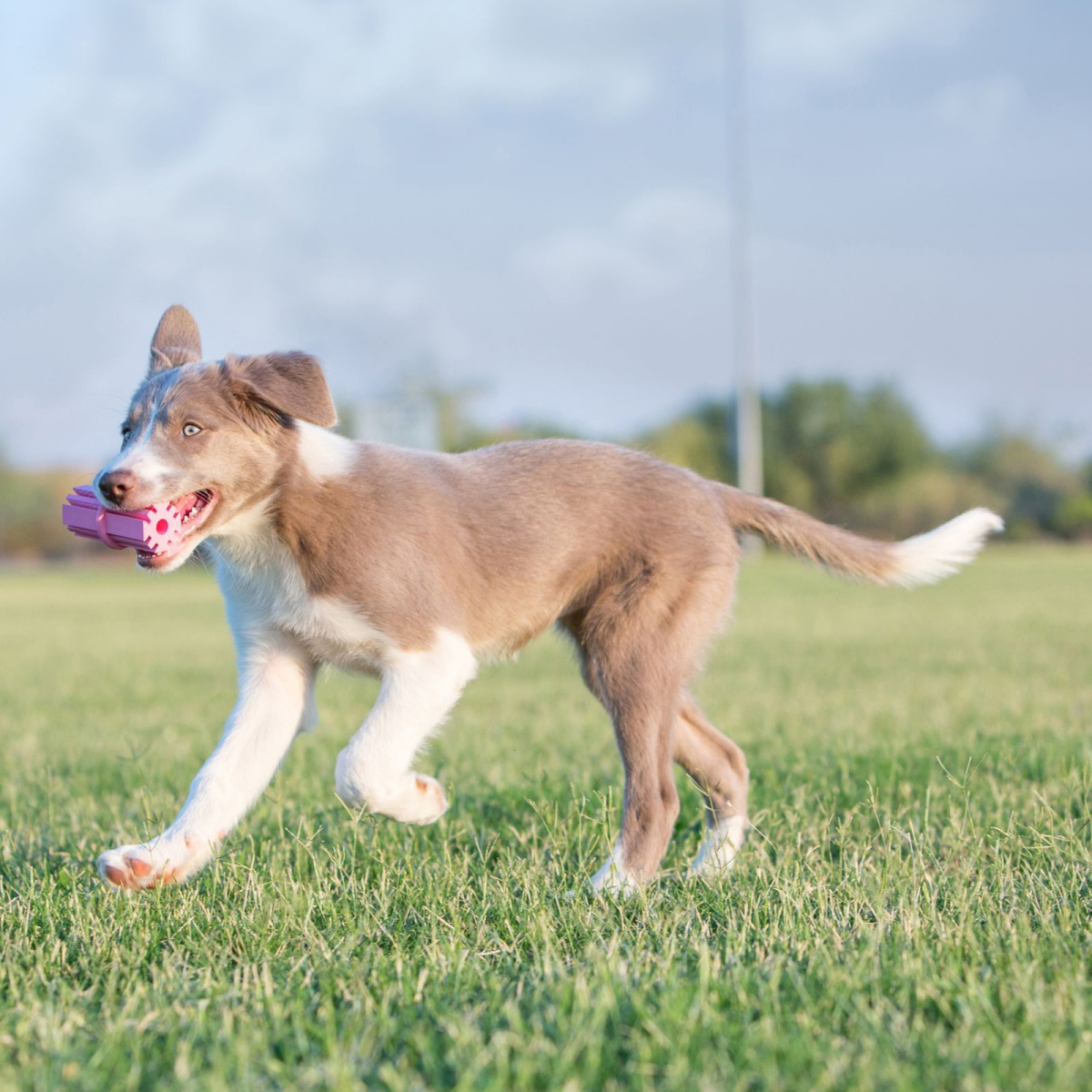 Игрушка для щенков Успокаивающая Палочка для прорезывания зубов KONG Puppy Teething Stick Игрушка для щенков Успокаивающая Палочка для прорезывания зубов KONG Puppy Teething Stick