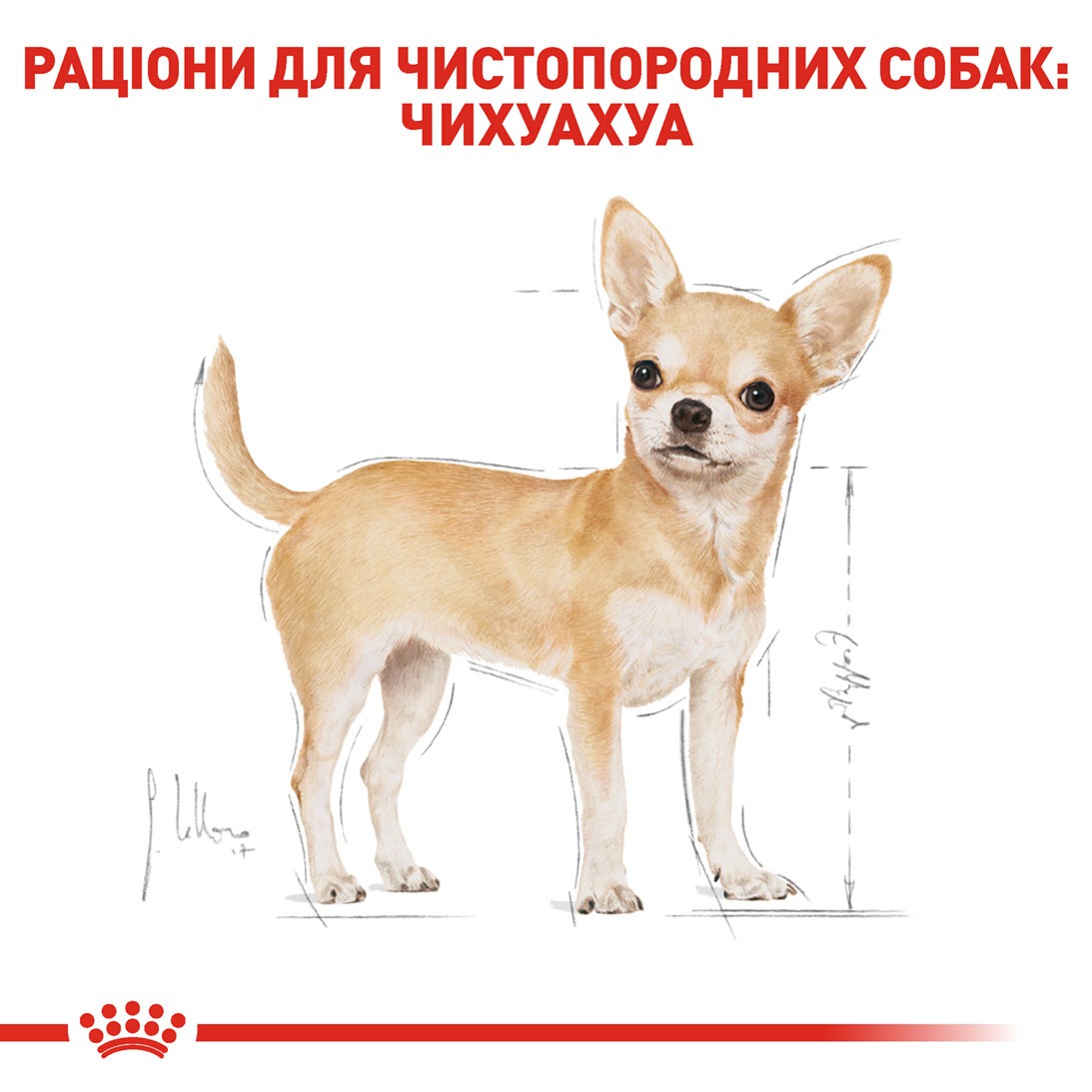 Сухий корм для собак породи Чихуахуа старше 8 місяців Royal Canin Chihuahua Adult