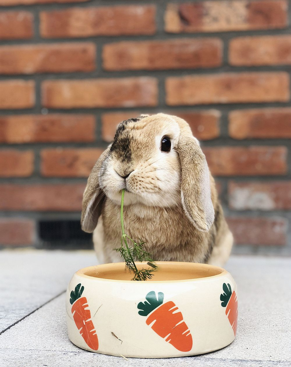 Керамічна миска із закругленими бортиками для гризунів Морква Carrot Nobby