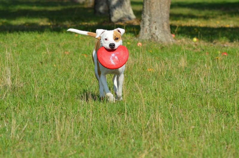 Игрушка для собак Конг Летающий диск Фрисби KONG Flyer