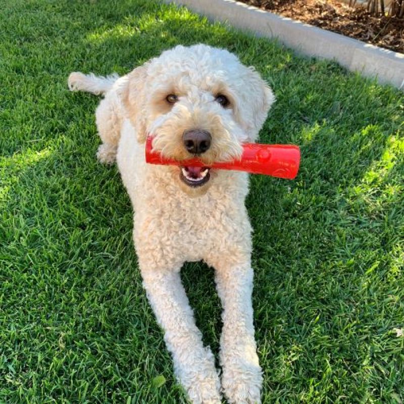 Іграшка для собак Жувальна Паличка із піщалкою KONG Squeezz Stick Dog Іграшка для собак Жувальна Паличка із піщалкою KONG Squeezz Stick Dog