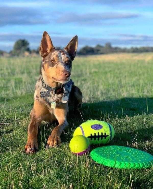 Іграшка для собак М'яч Регбі Дбайливий догляд за зубами KONG AirDog Squeaker Football
