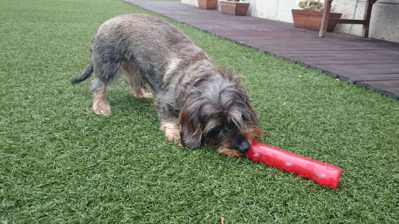 Іграшка для собак Жувальна Паличка із піщалкою KONG Squeezz Stick Dog Іграшка для собак Жувальна Паличка із піщалкою KONG Squeezz Stick Dog