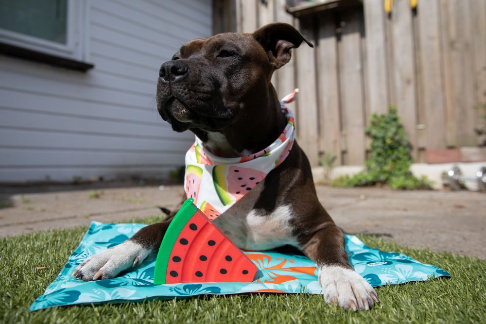 Охлаждающий коврик для собак и котов Цветы Flower Cooling Mat Nobby