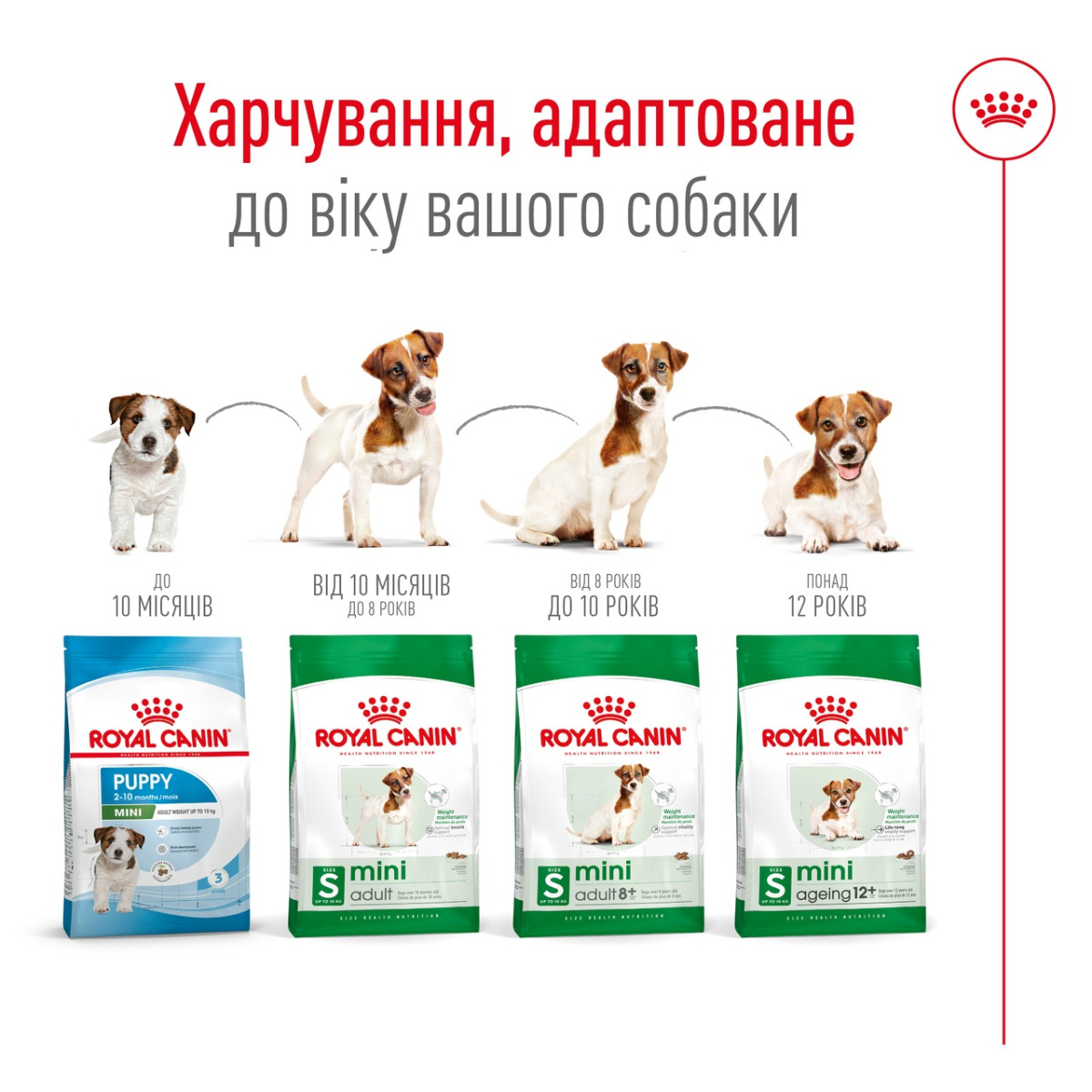 Сухой корм для пожилых собак маленьких пород в возрасте от 8 лет Royal Canin Mini Adult 8+