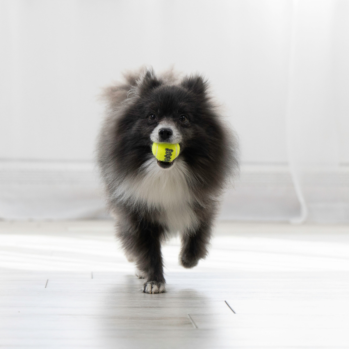 KONG SqueakAir Balls Іграшка для собак з чутливими зубами Тенісні М'ячі з пищалкою