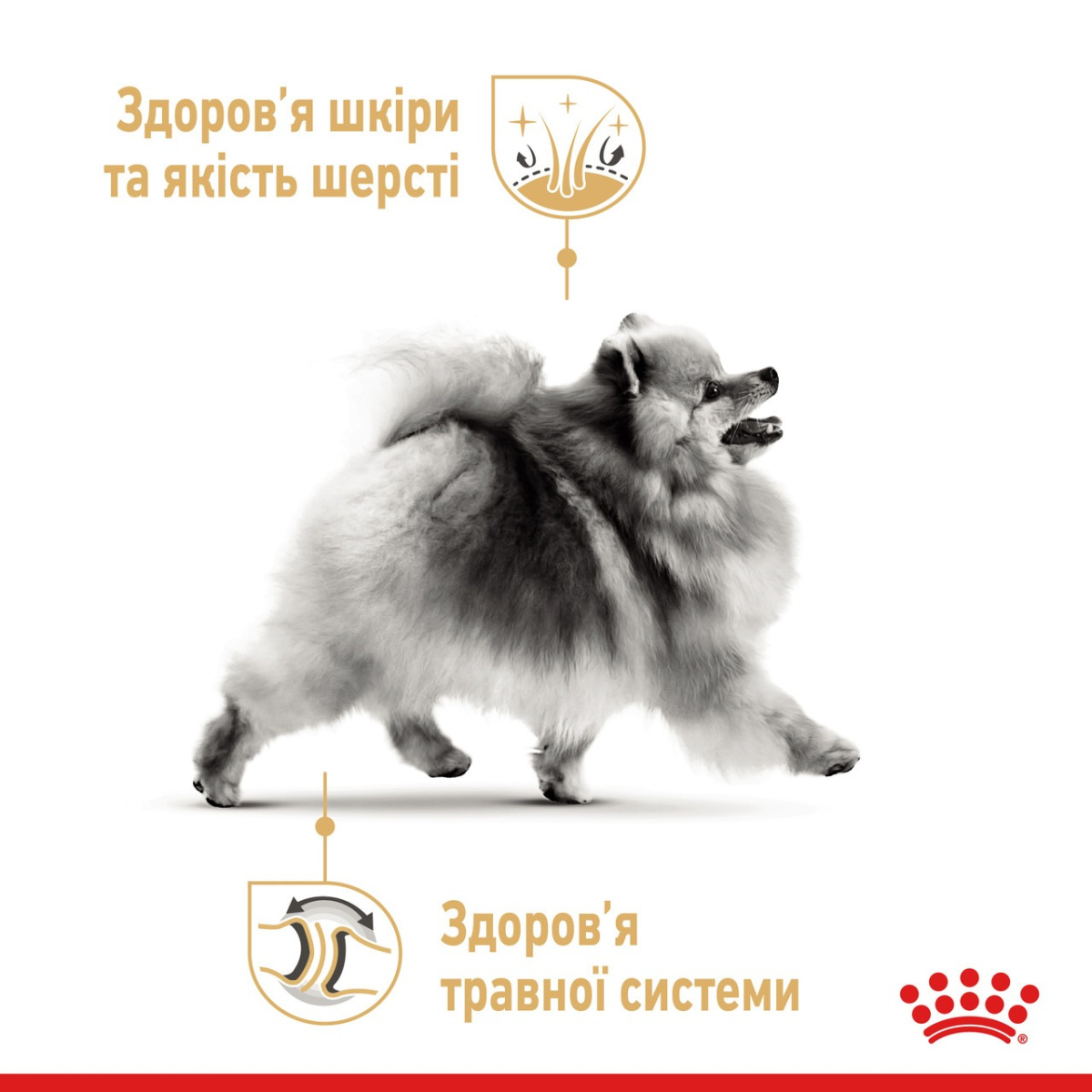 Сухой корм для собак породы Померанский Шпиц в возрасте от 8 месяцев Royal Canin Pomeranian Adult