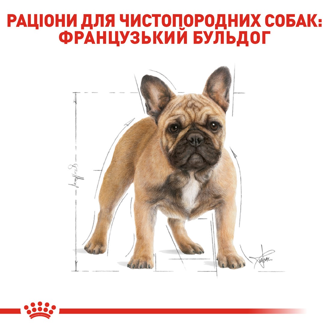 Сухой корм для собак породы Французский бульдог от 12 месяцев Royal Canin French Bulldog Adult  