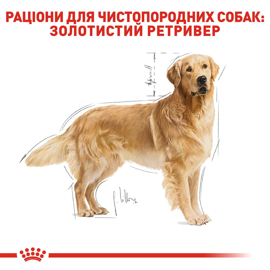 Сухой корм для собак породы Золотистый Ретривер в возрасте от 15 месяцев Royal Canin Golden Retriever Adult