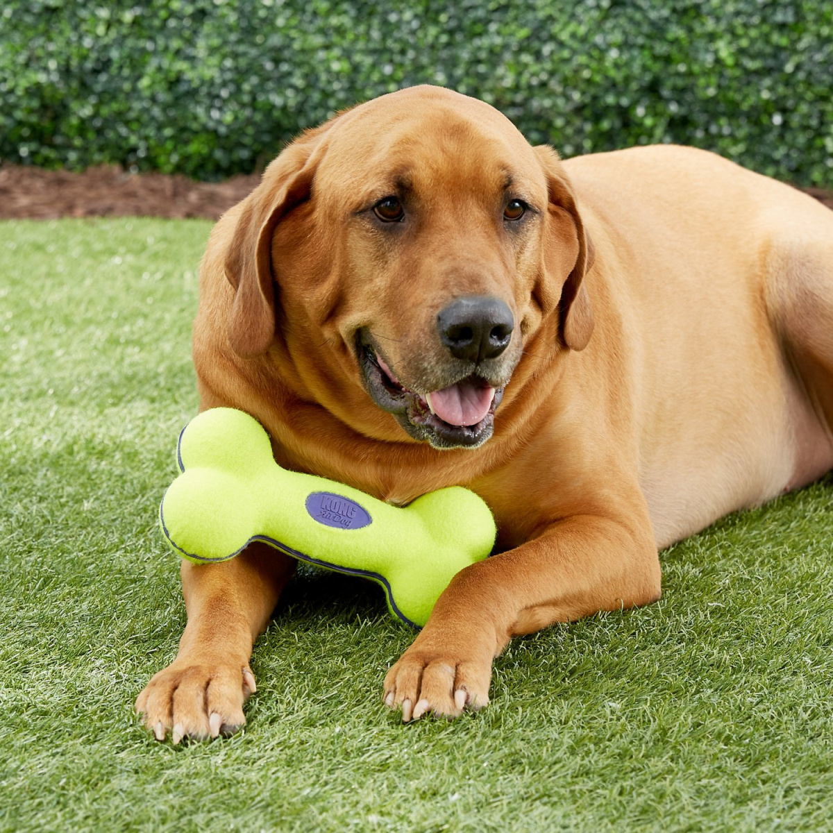 Іграшка для собак Кісточка Дбайливий догляд за зубами AirDog Squeaker Bone KONG Іграшка для собак Кісточка Дбайливий догляд за зубами AirDog Squeaker Bone KONG